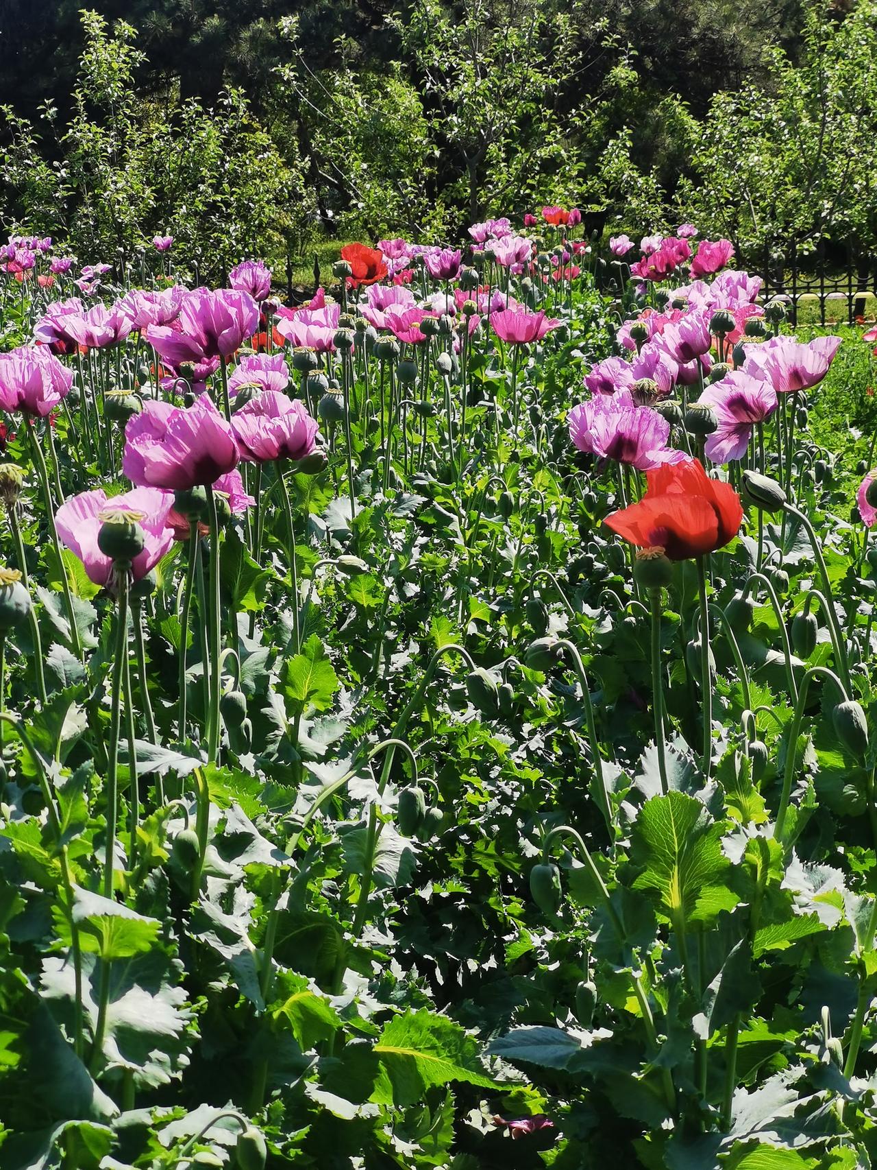 真的很漂亮，没有传说中的香味，国家植物园南园罂粟禁毒展。