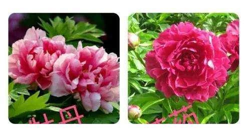 牡丹配芍药——核心是花王配花相、花期接力、阴阳/形态互补、富贵吉祥，从古到今园林