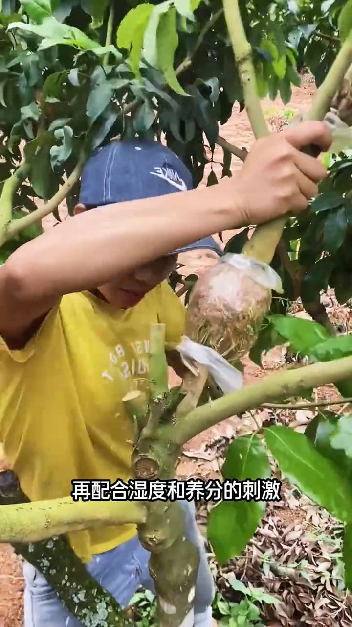 果树爆苗法，老果农的育苗绝招。
仅凭一堆烂泥巴就能让一棵普普通通的果树变成发家致