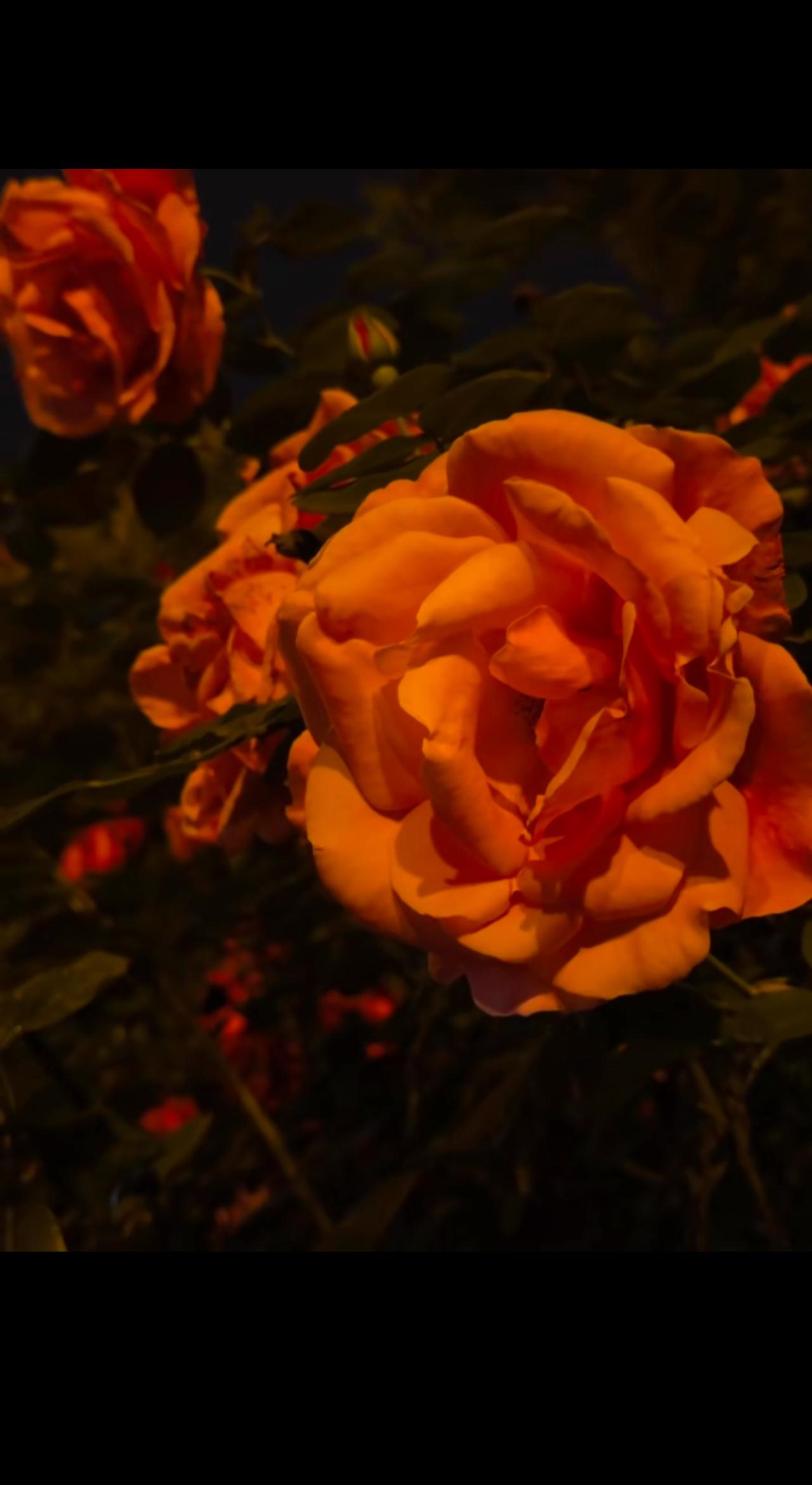 “兰知春序”搬家了？
直播间回西安了？
我看了一下，
公司IP还真的是在西安。