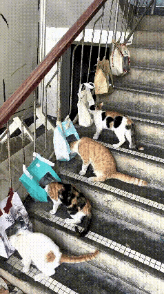乖乖嘞，真是大开眼界！第一次见到这么巧妙投喂流浪猫的办法！
 
有人直接把袋子挂