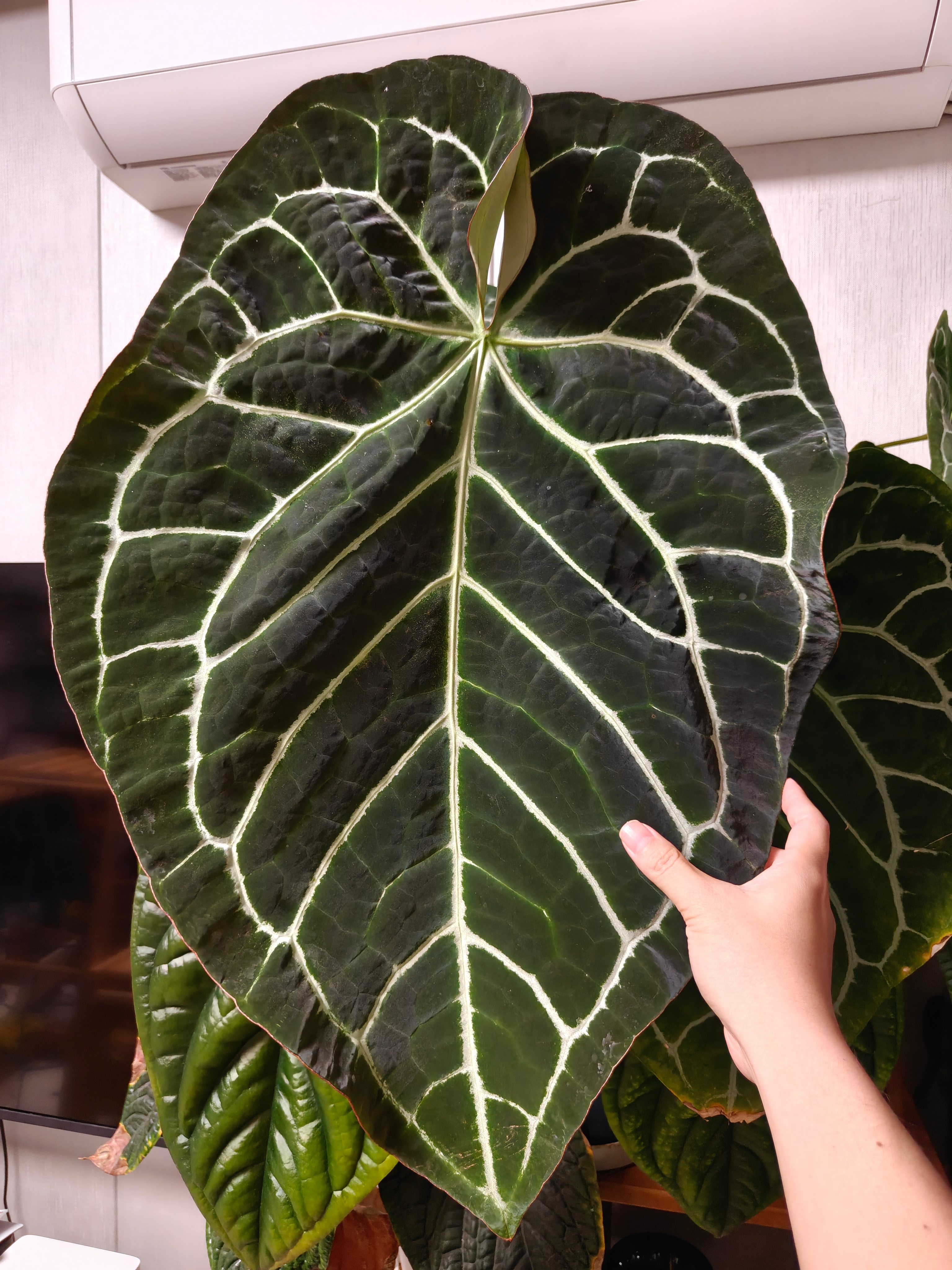 水晶能养这么大，我也是佩服老婆的