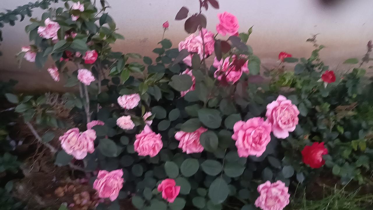 我们总在漫长岁月里，揣着大大小小的愿望赶路。年少时盼长大，盼挣脱束缚、奔赴远方；