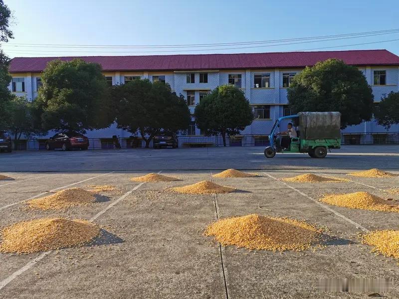 农民是不是对国家作出最大贡献者，这事儿得好好唠唠。从古至今，农民就是粮食的生产者