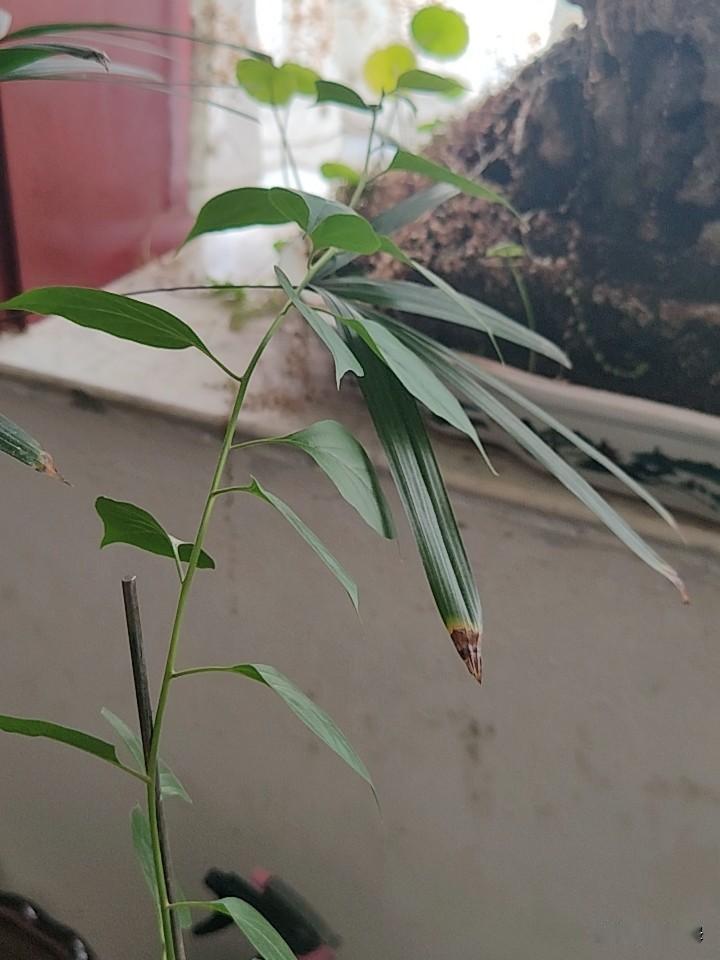 万物生长靠太阳！此时此刻，让这棵养在室内的三角梅给具象化了！只要有一线希望，它就