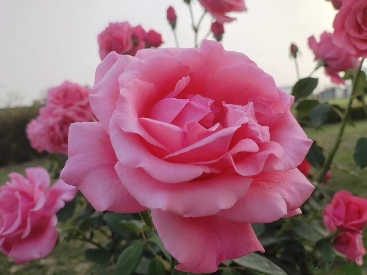 秋寒菊满秀。