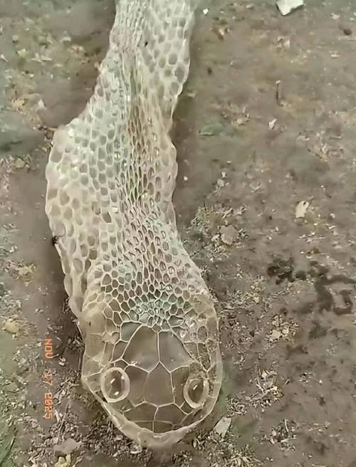 “活久见！”近日，广西河池，一男子上山砍柴时，突然闻到周围有一股恶臭味，他仔细寻