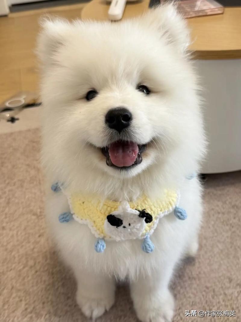 上海95后女生月花1.2万送狗上学：188元基础寄养+368元亲子课+校车接送，