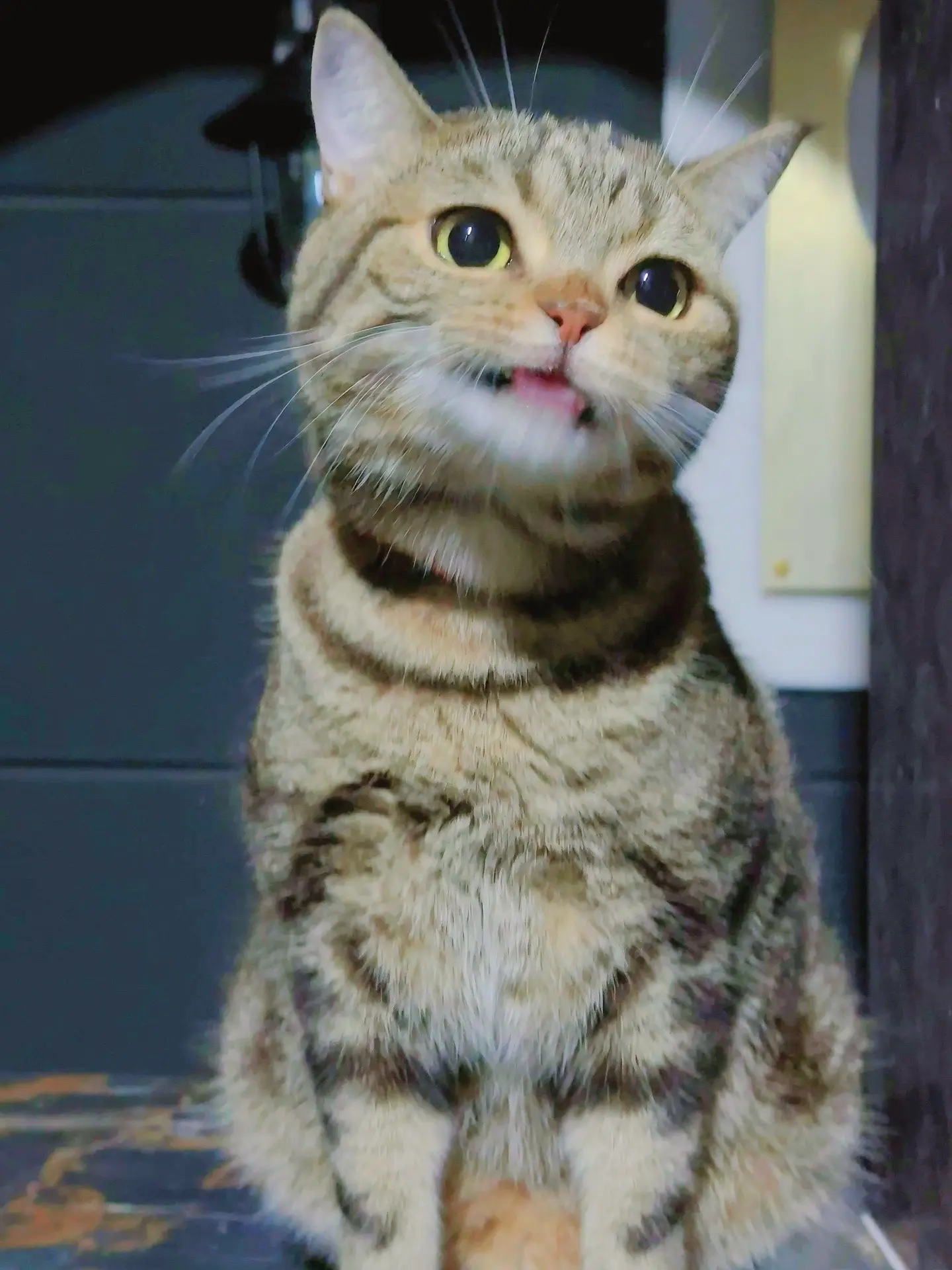 偶遇小猫！！！