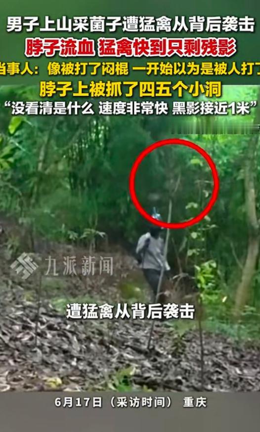 “太邪门了！”重庆璧山区，一男子骑车路过竹林时瞅见菌子，便停下车钻了进去。正低头