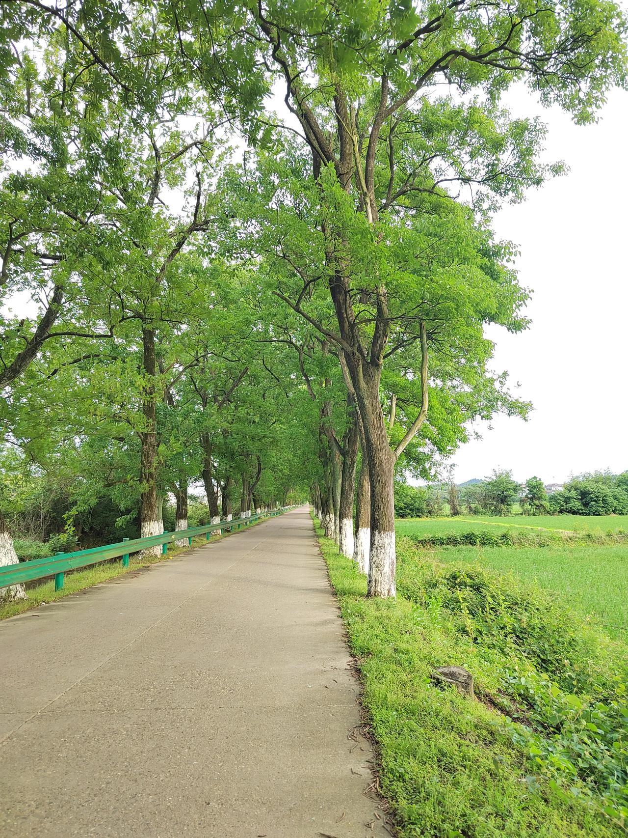那些个老树成荫的乡道——石脑北部906乡道

时间久了之后，一些行道树也就成了老
