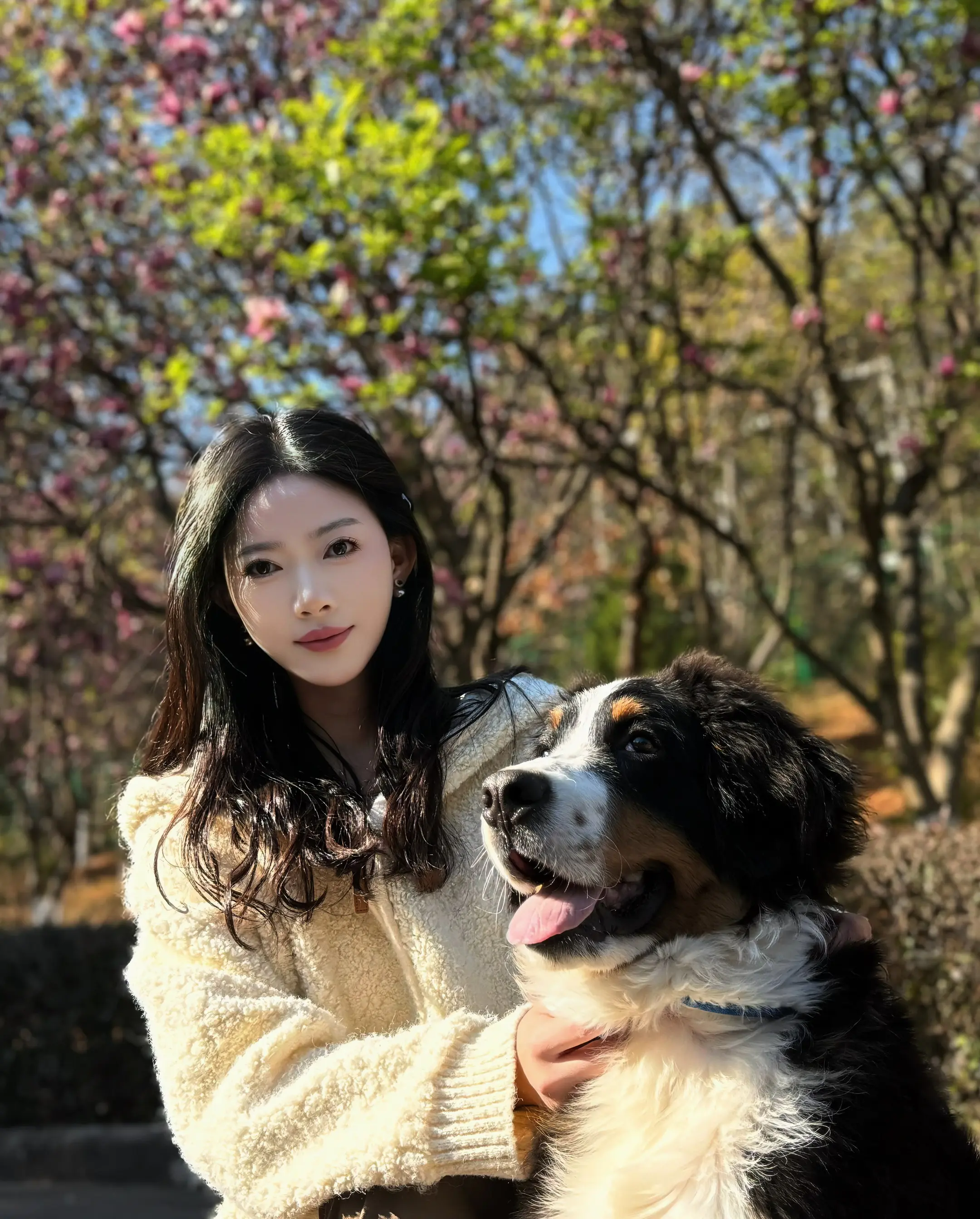 真的好羡慕你们这些养到伯恩山的人！携犬子给大家拜年啦
