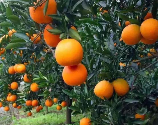 鸿蒙2025年度先锋体验