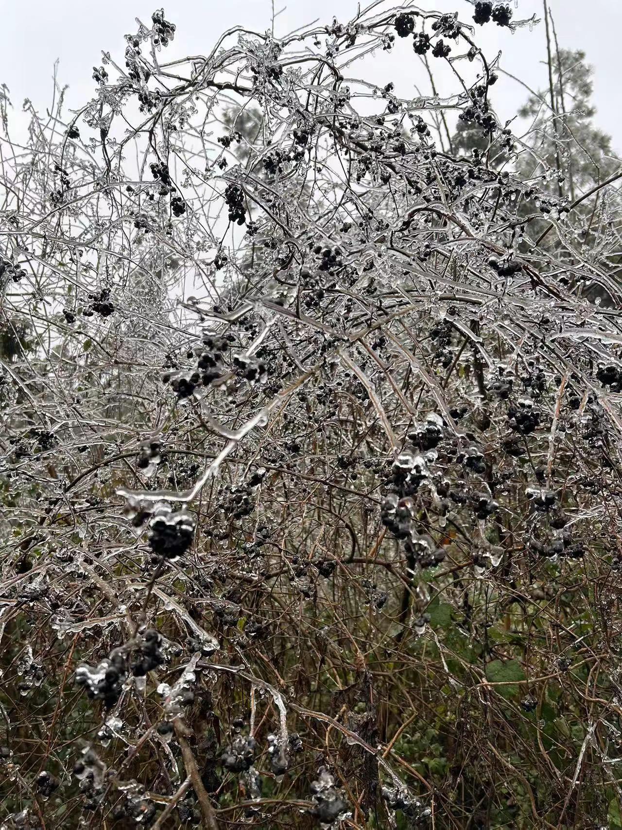 天虽冷，但妨碍不了花开，更影响不了我的帅，我属马，今年马年定会马到成功