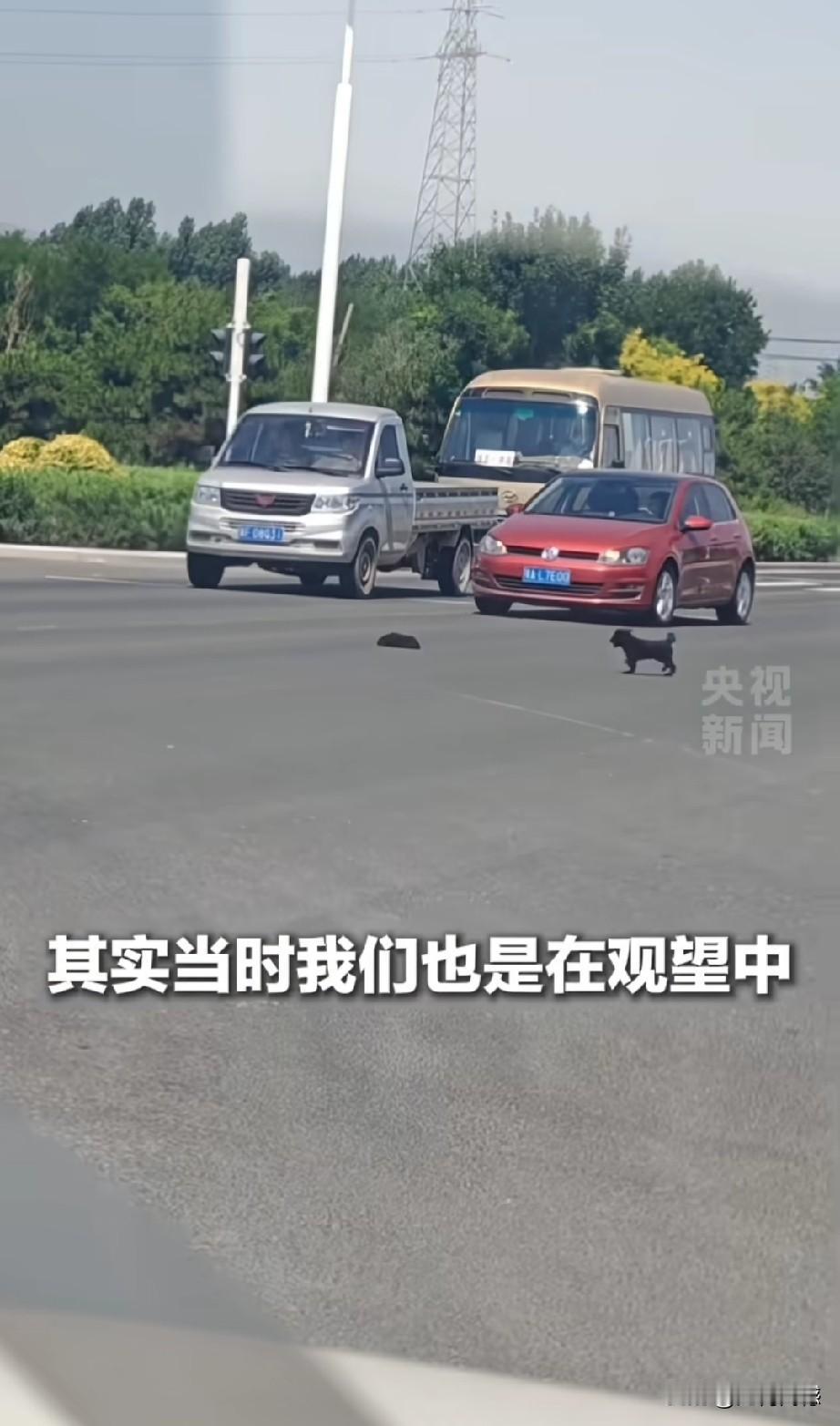 小狗在车流中拦车救自同伴，不知感动了多少人！河北雄安这条大马路上，前两天上演了特