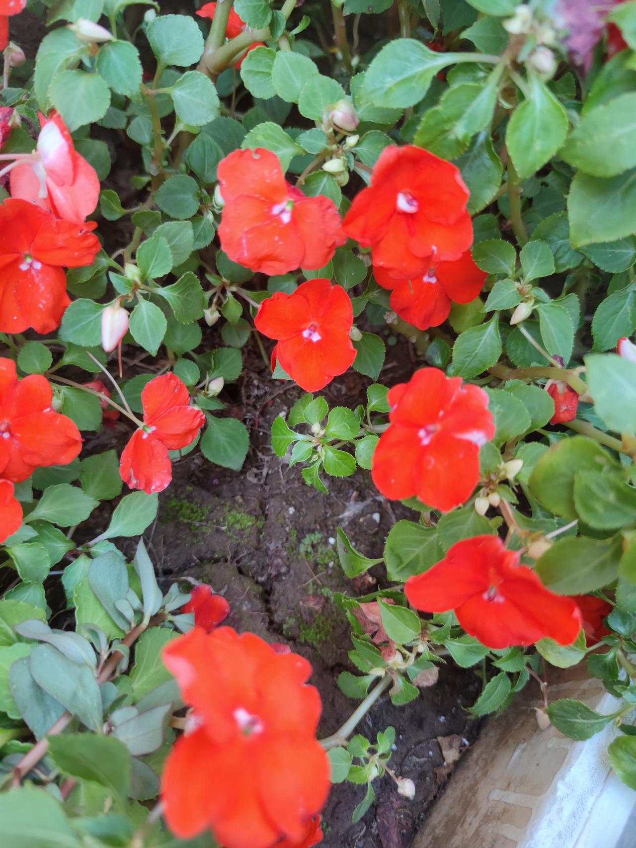 秋日小花《碧冬茄》
     时值秋日，碧冬茄开花了，鲜艳多彩的花朵，开得一丛丛