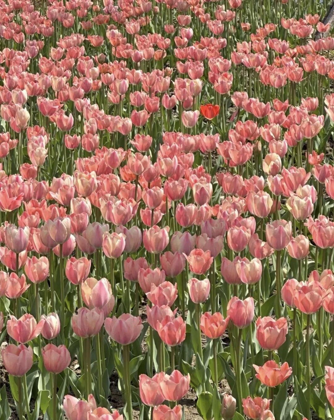 【每个人的能力不同，实现自律的标准也各有差异；适度的弹性可以帮助我们释放压力，让