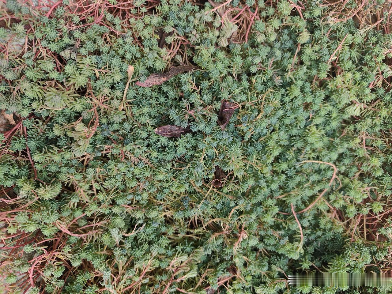 随手拍的这玩意儿看着也太特别了吧，绿油油的小叶片挤在一起，还混着些红丝丝的茎，密