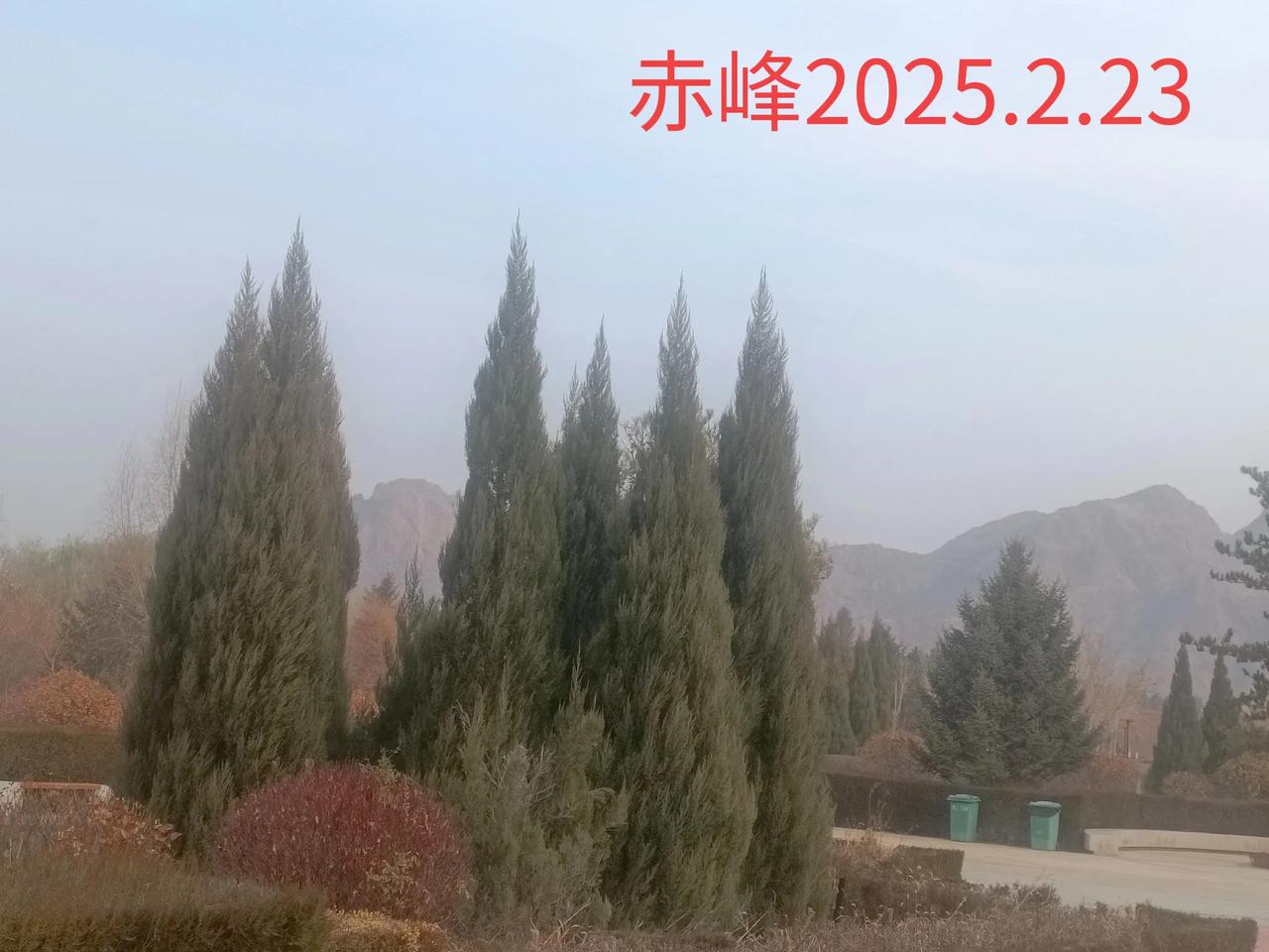 晒晒你拍的树照随手一拍，公园的树景照片。