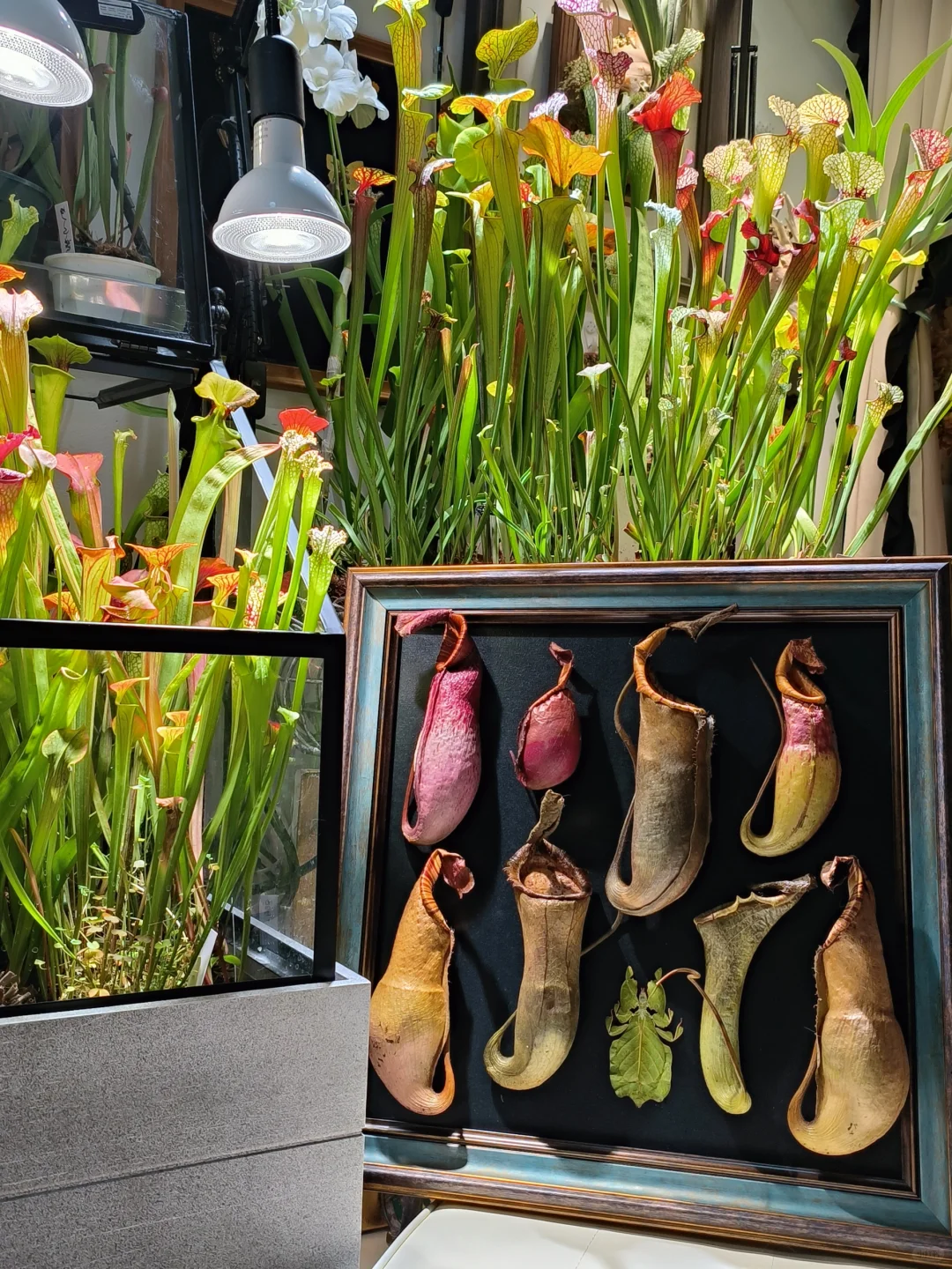 看看我的标本猪笼草