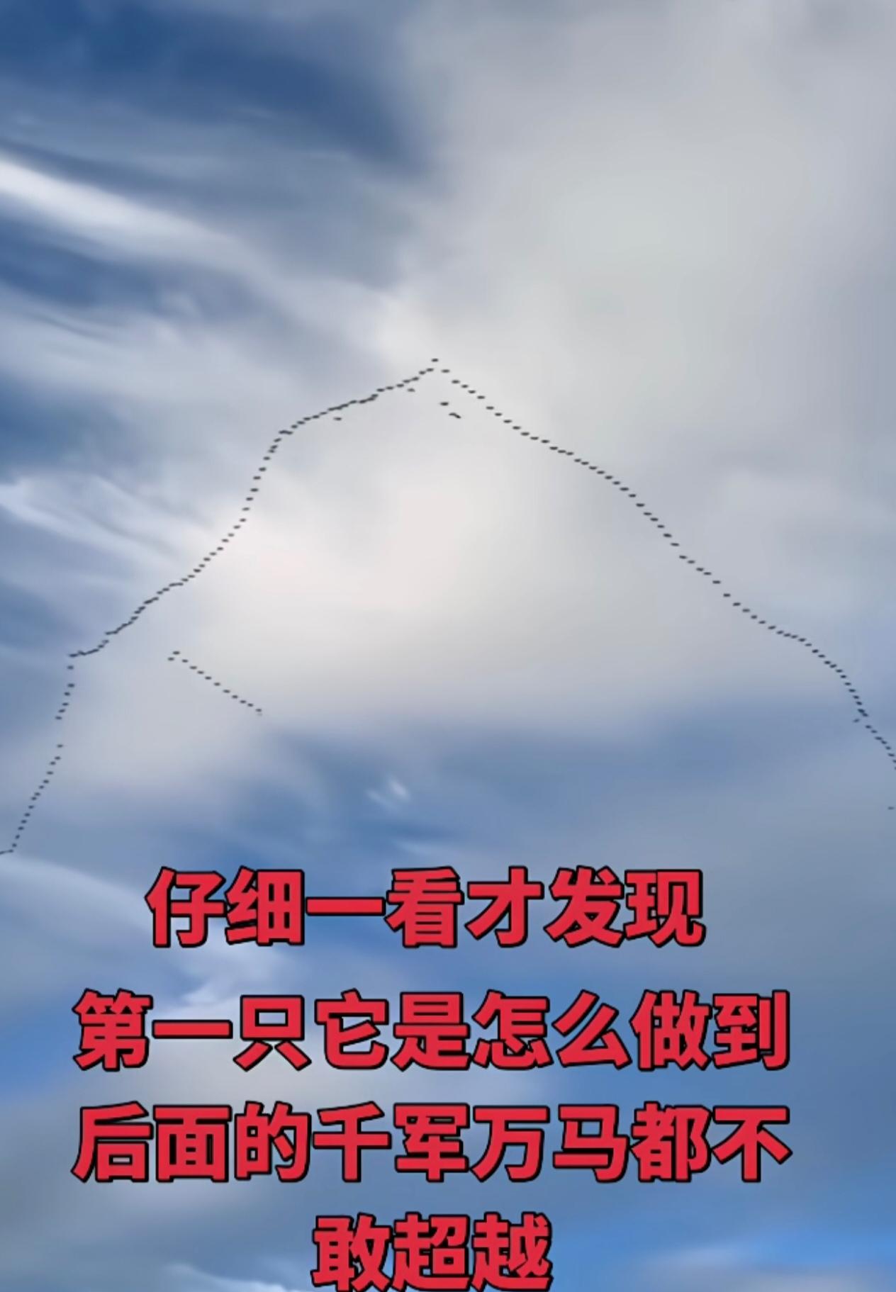 这个雁阵至少是十几个家庭组成的

入阵后，家庭里的公雁会向前飞，组成整个雁阵最前