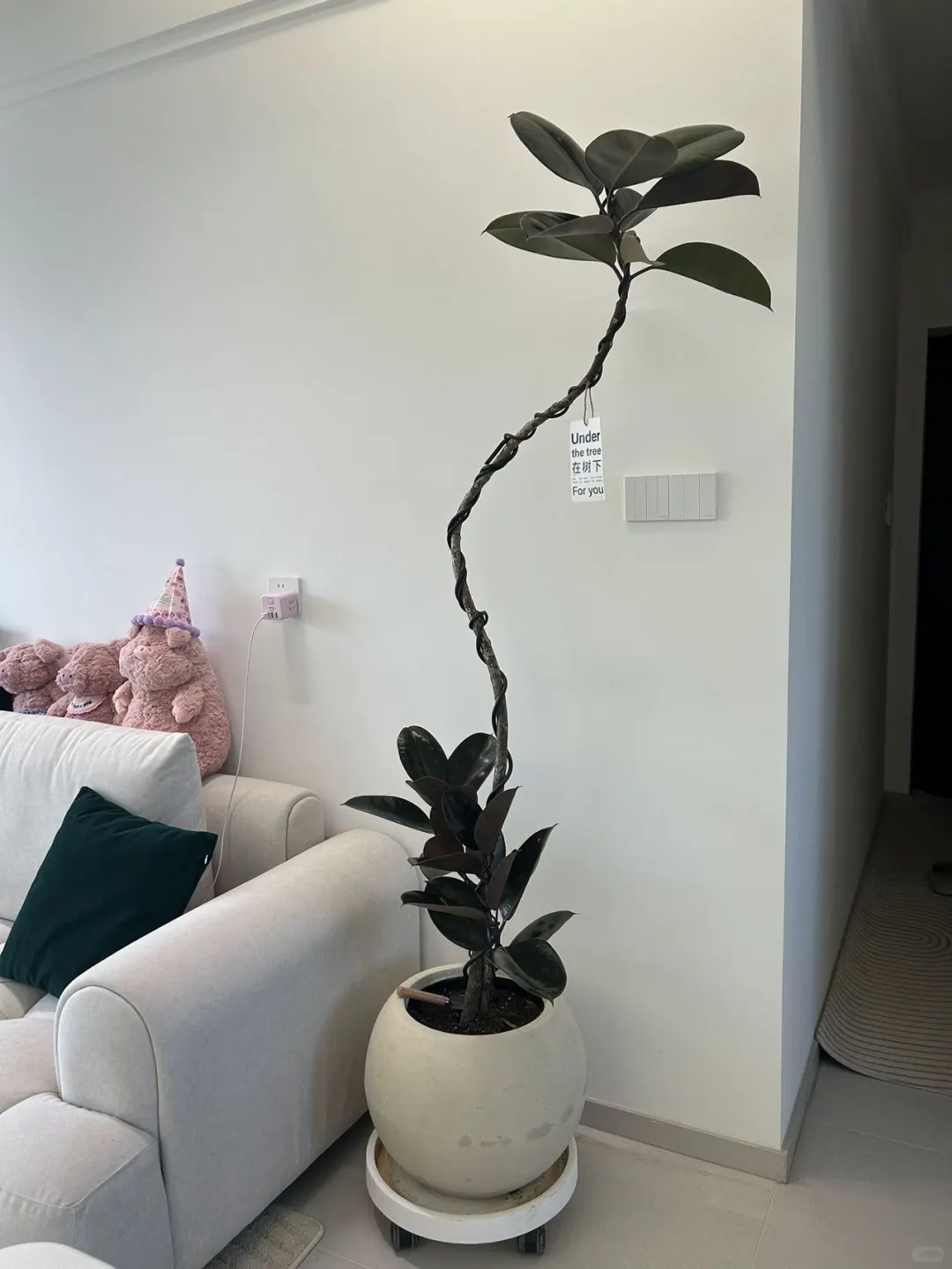 买家秀之造型黑金刚橡皮树和卷发女郎