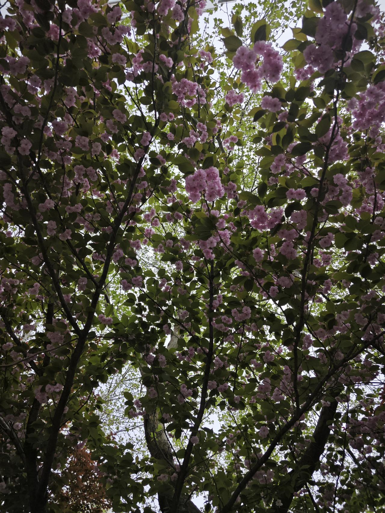 绿衣掩娇色，
粉蝶现丽容。
相携绣春景，
不误东风情。

原创诗词