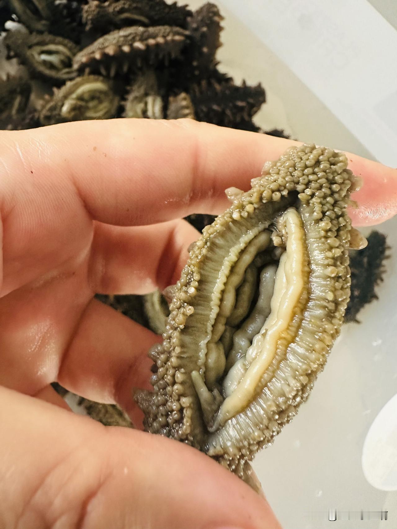 每天抠海参嘴，洗海参，泡海参，煮海参。
昨天有网友说看我整天无所事事就是个“二流