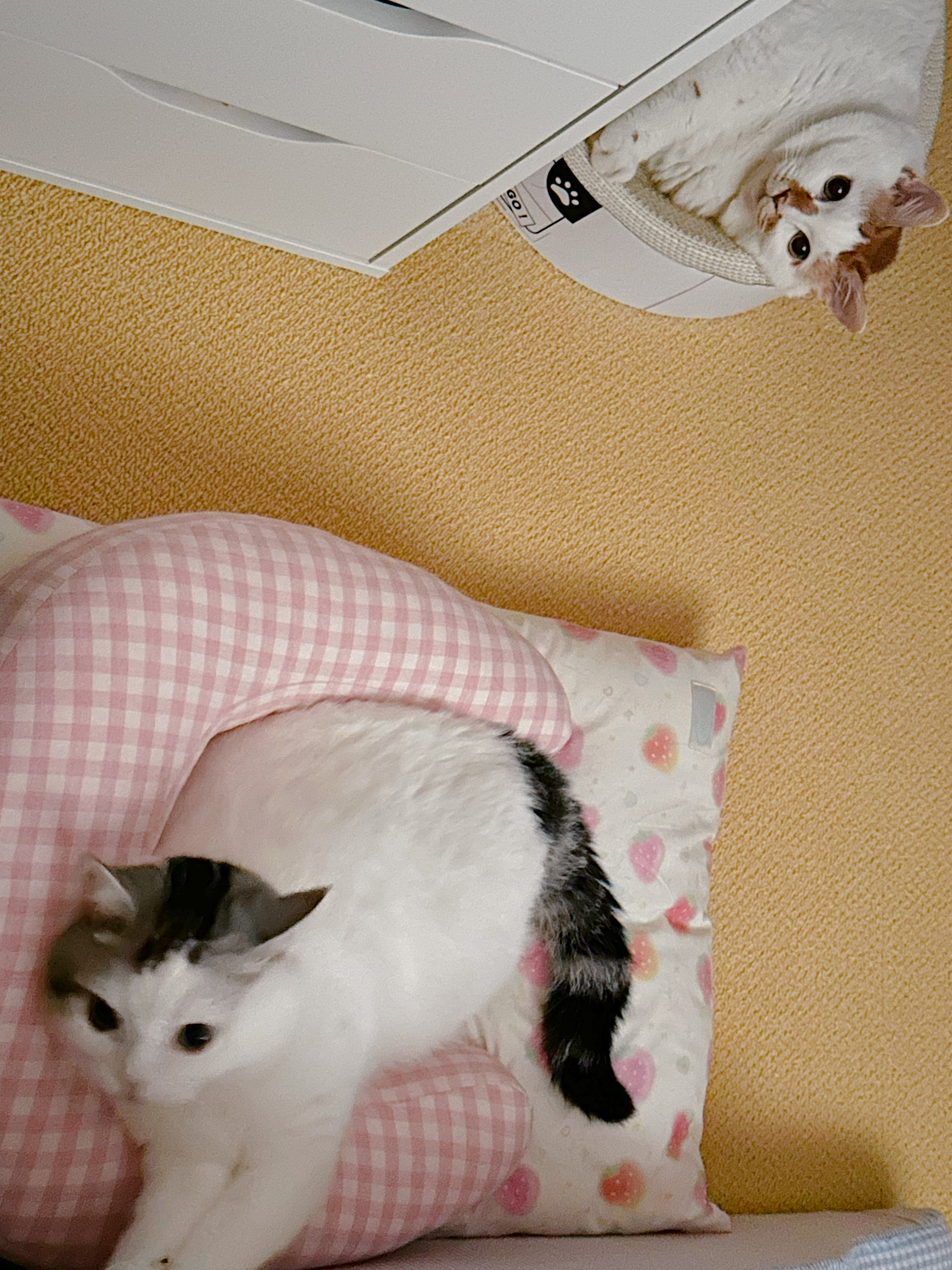 早上好 今天是戴美瞳的猪猪