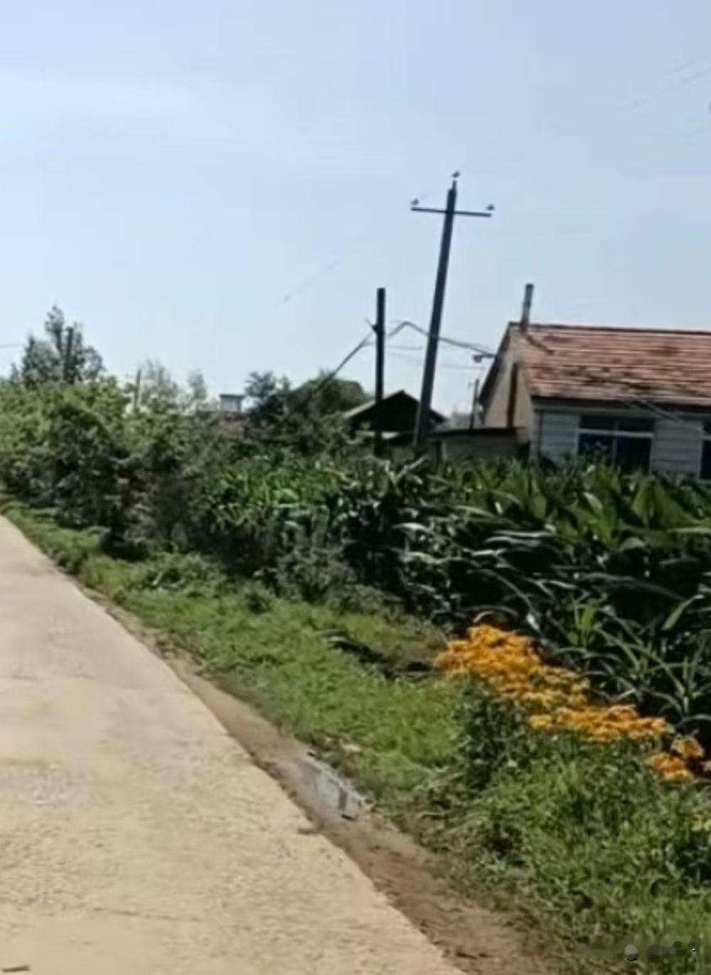 原创随手拍之（2799）
吉林省东丰县大阳镇兴隆村二队王家街屯。
王家街屯是兴隆