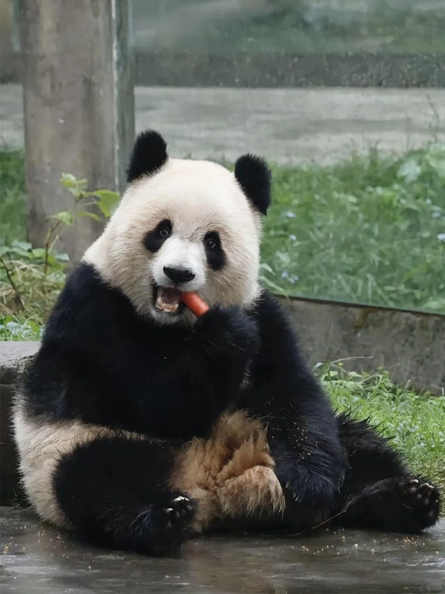 可可爱爱的爱姐