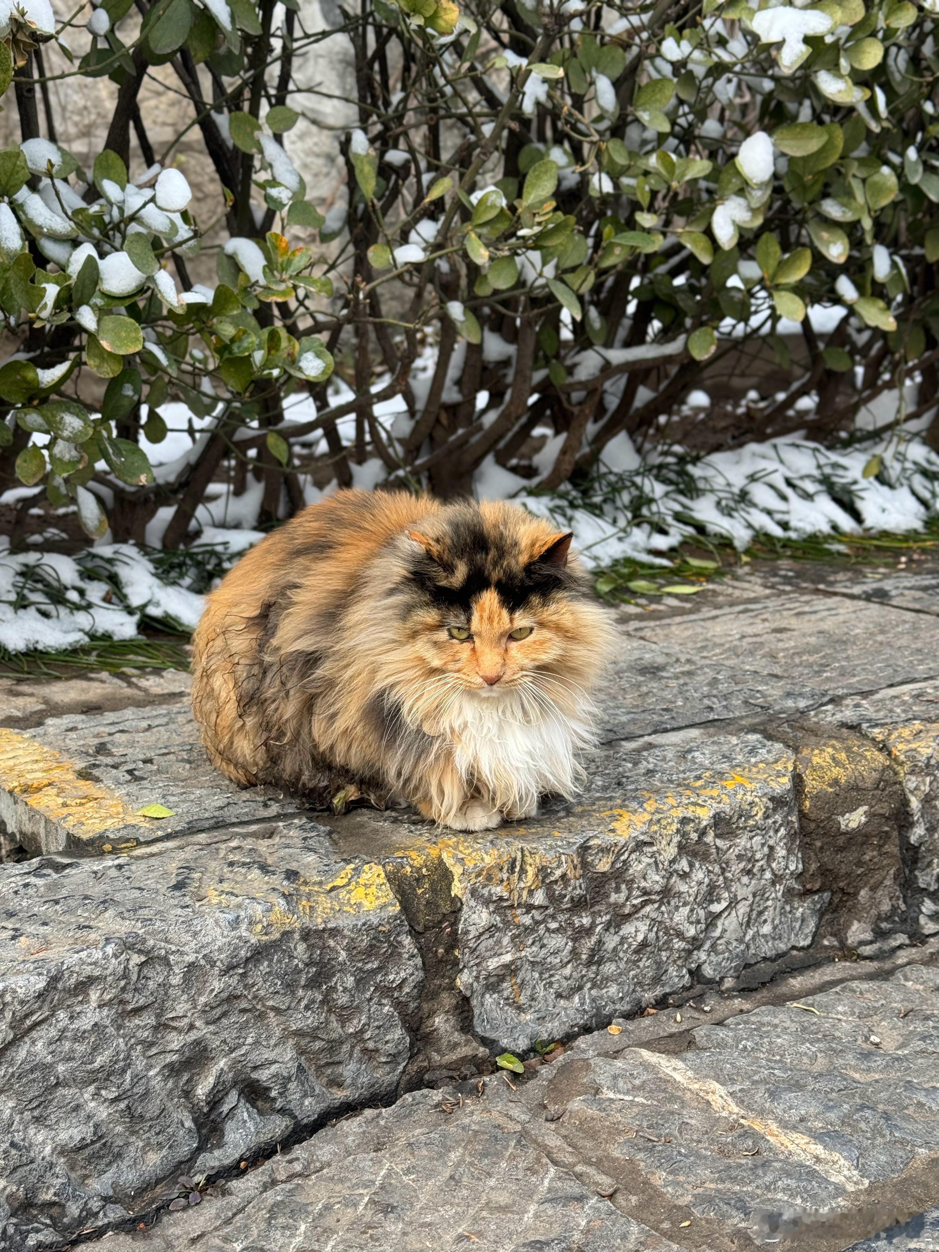 2026第一个月匆匆忙忙，连滚带爬我的日常plog洛阳下雪 长沙