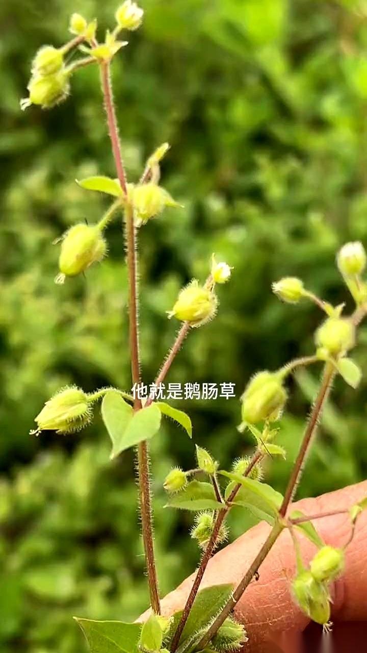 千万别小瞧你脚底下任何一棵草。
真的，尤其长在菜地里，那种软塌塌、绿油油、不起眼