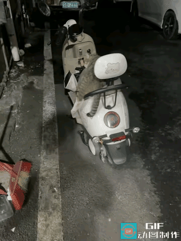 “太不可思议了”广东一男子去骑电动车，走近后发现电动车上躺着一只流浪猫，而且这只