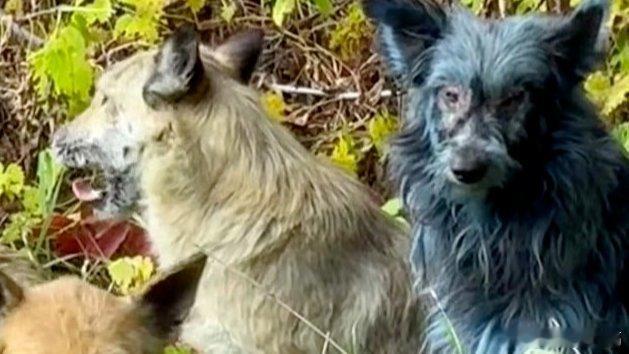 凤凰新闻【切尔诺贝利惊现“生化蓝狗”，美专家揭开真相：它们在有蓝色清洁剂的移动厕