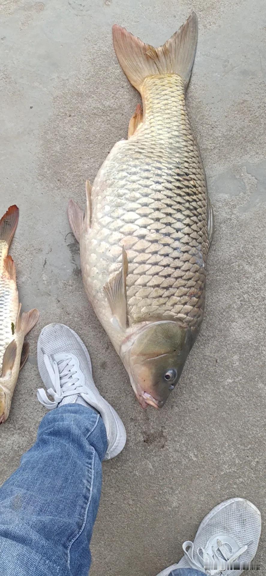 售价32元一包的觉醒饵料，和售价6到7块的鲫鱼饵料，你觉得有没有区别？
想要分析