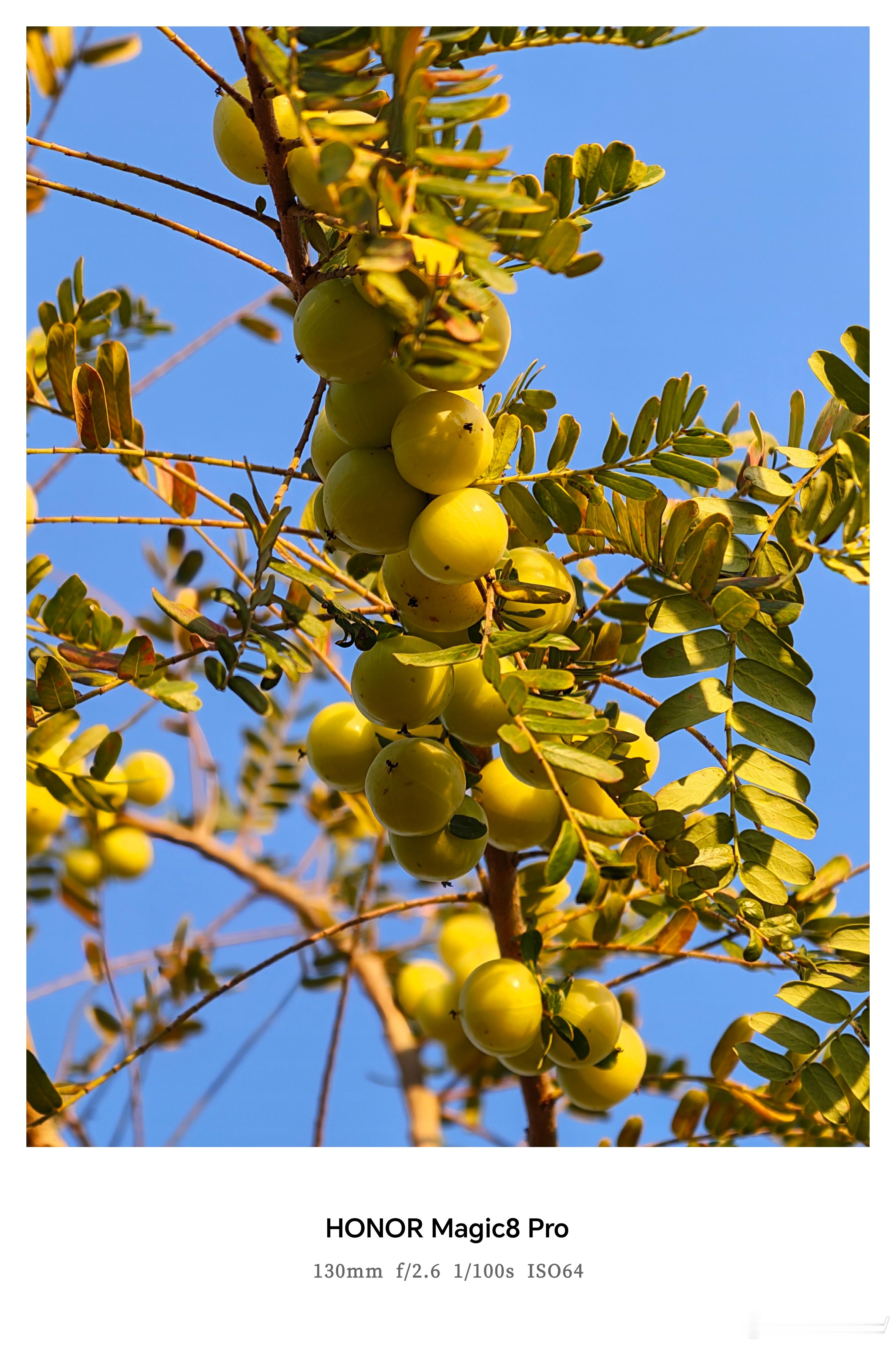 知道这是什么水果吗？我想很多北方的朋友都不知道吧！ 