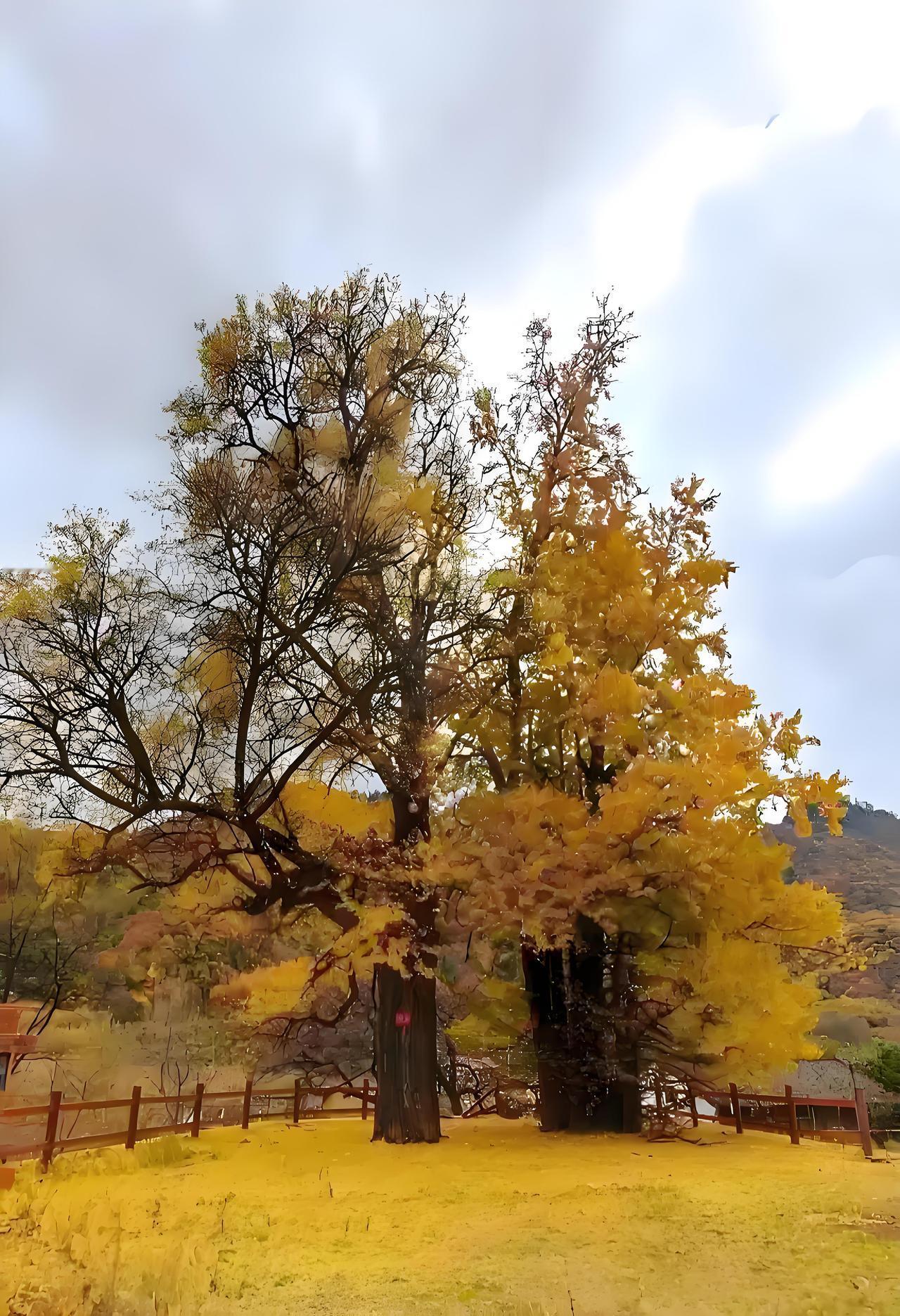 没有想到，宝鸡藏着这么多古树名木，树龄最长的有两棵古槐，达到1700余年，位于岐