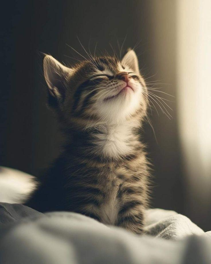 在所有光彩夺目的罪当中，装腔作势的美德是最糟糕的。——克尔凯郭尔，《克尔凯郭尔日