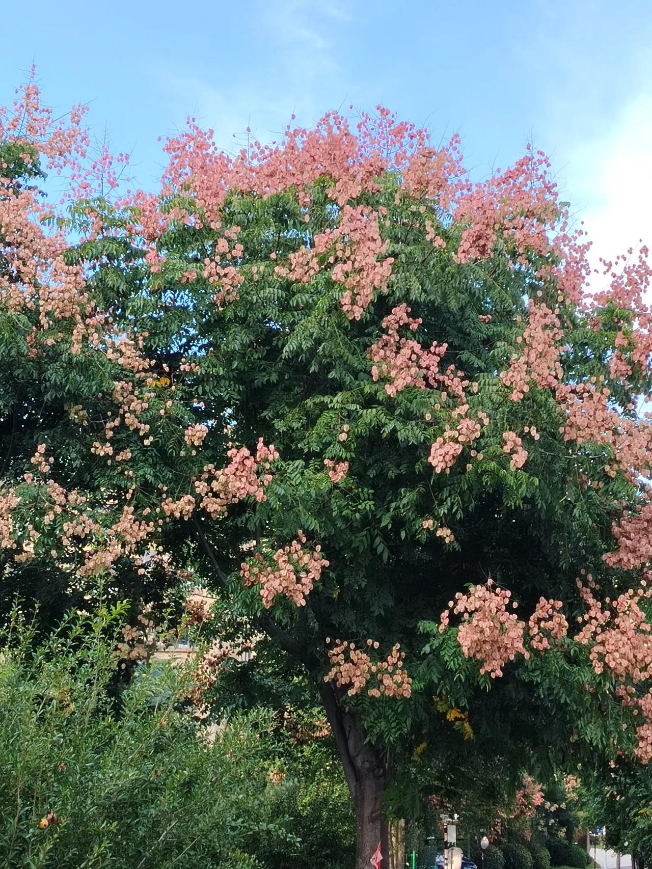 一一不要太悲观
当代七十还年轻，
不要随意谈终生。
开心快乐有美梦，
笑看明天太
