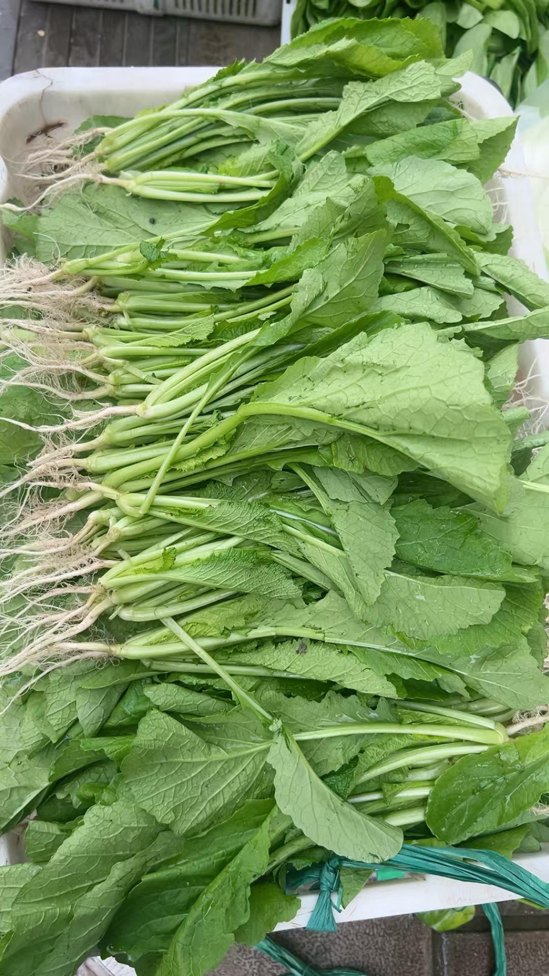 生态菜
随手记录每日感语
