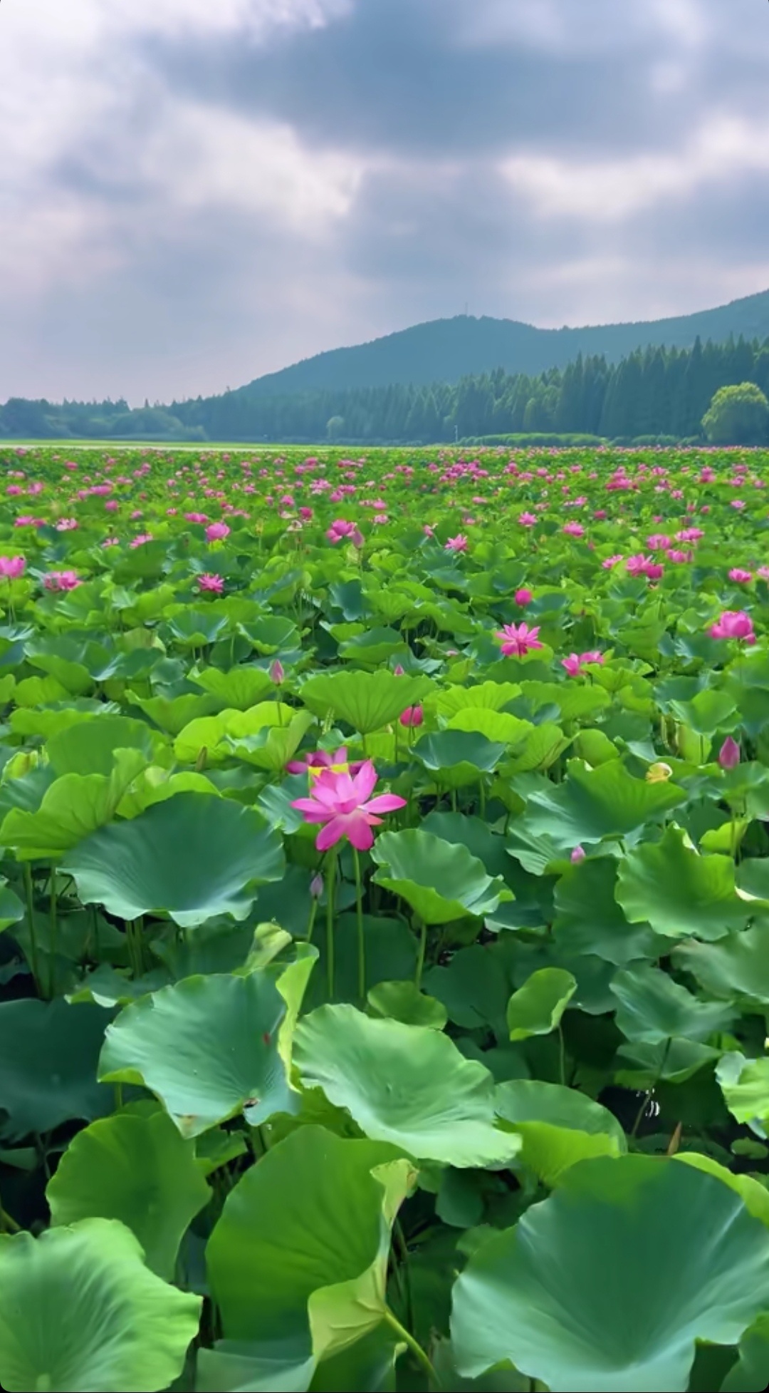 明日山东最高气温可达37℃以上接天莲叶无穷碧，映日荷花别样红。大太阳才能开更多的