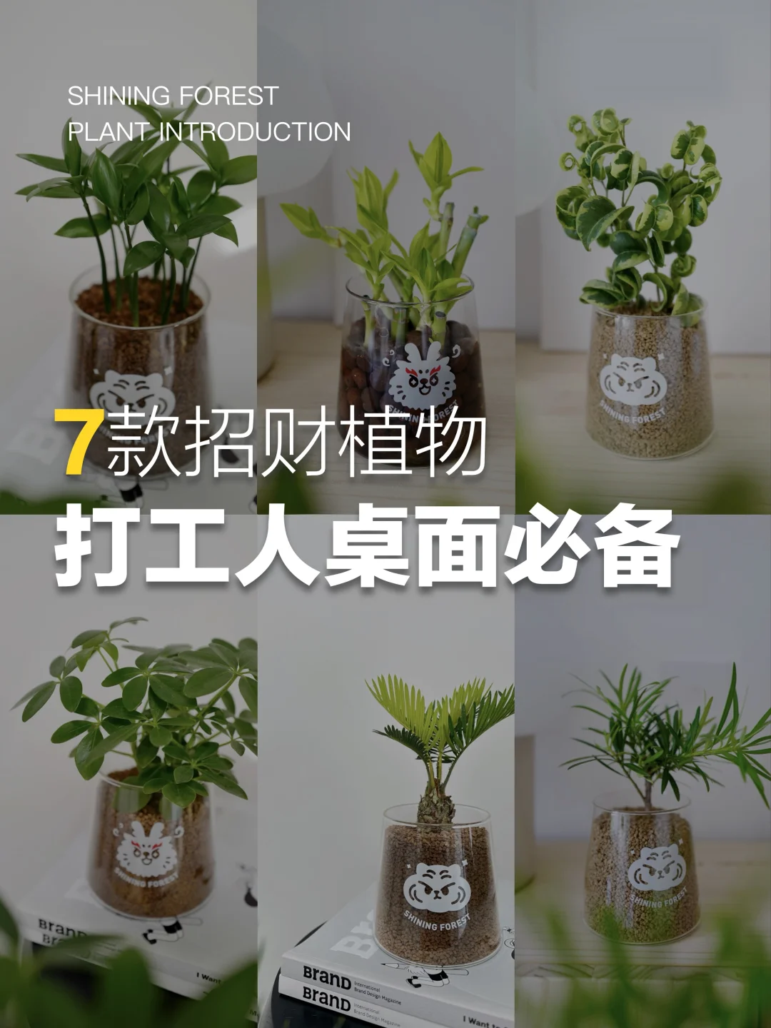 搞钱必入｜7️⃣款办公室桌面植物推荐