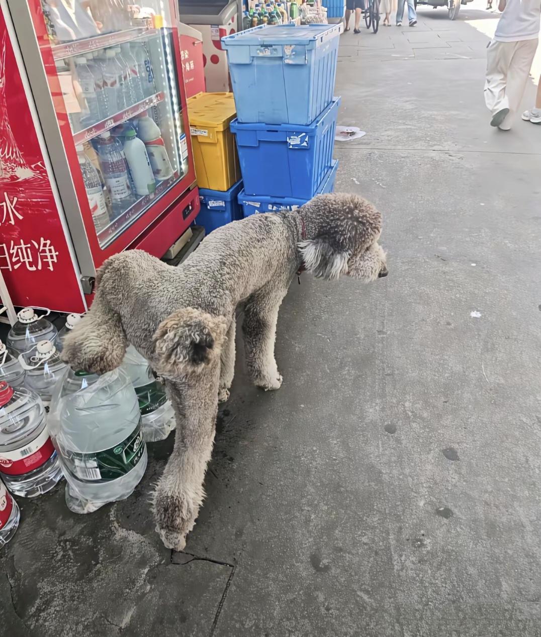 狗狗：这纯净水太纯也不好，必须加点料（尿），加料！