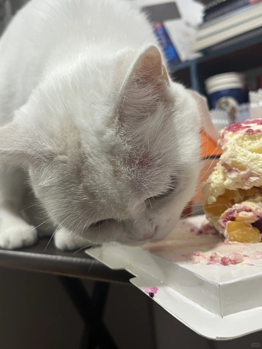 妈妈过生日小猫小狗也要吃蛋糕！