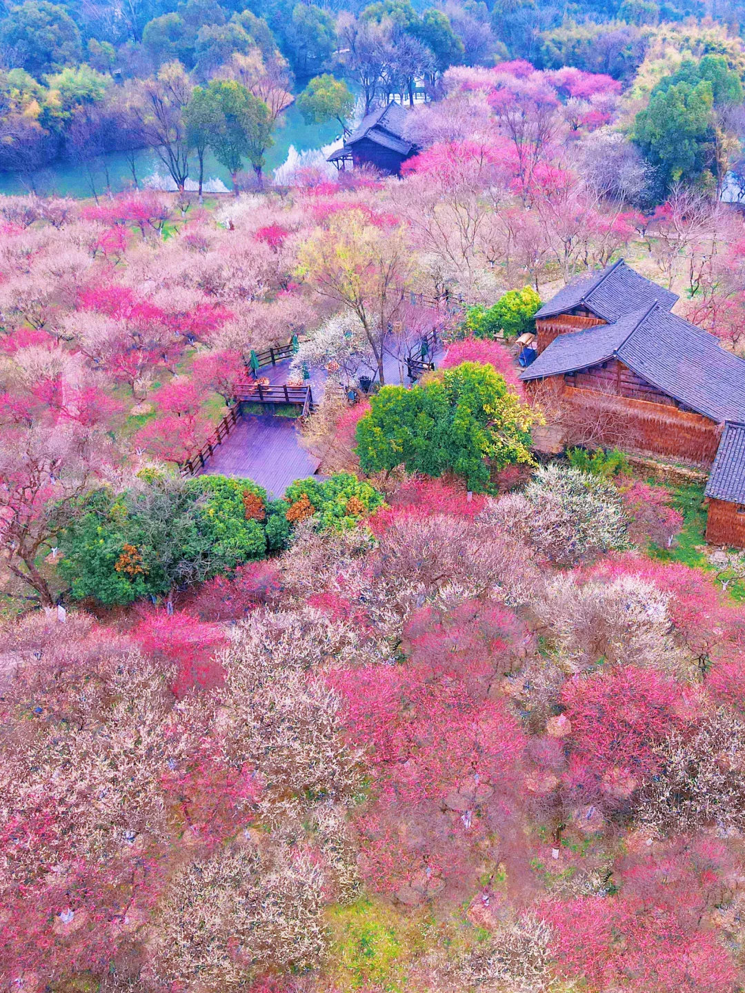 我愿称之为“江南最浪漫的春天”🌸