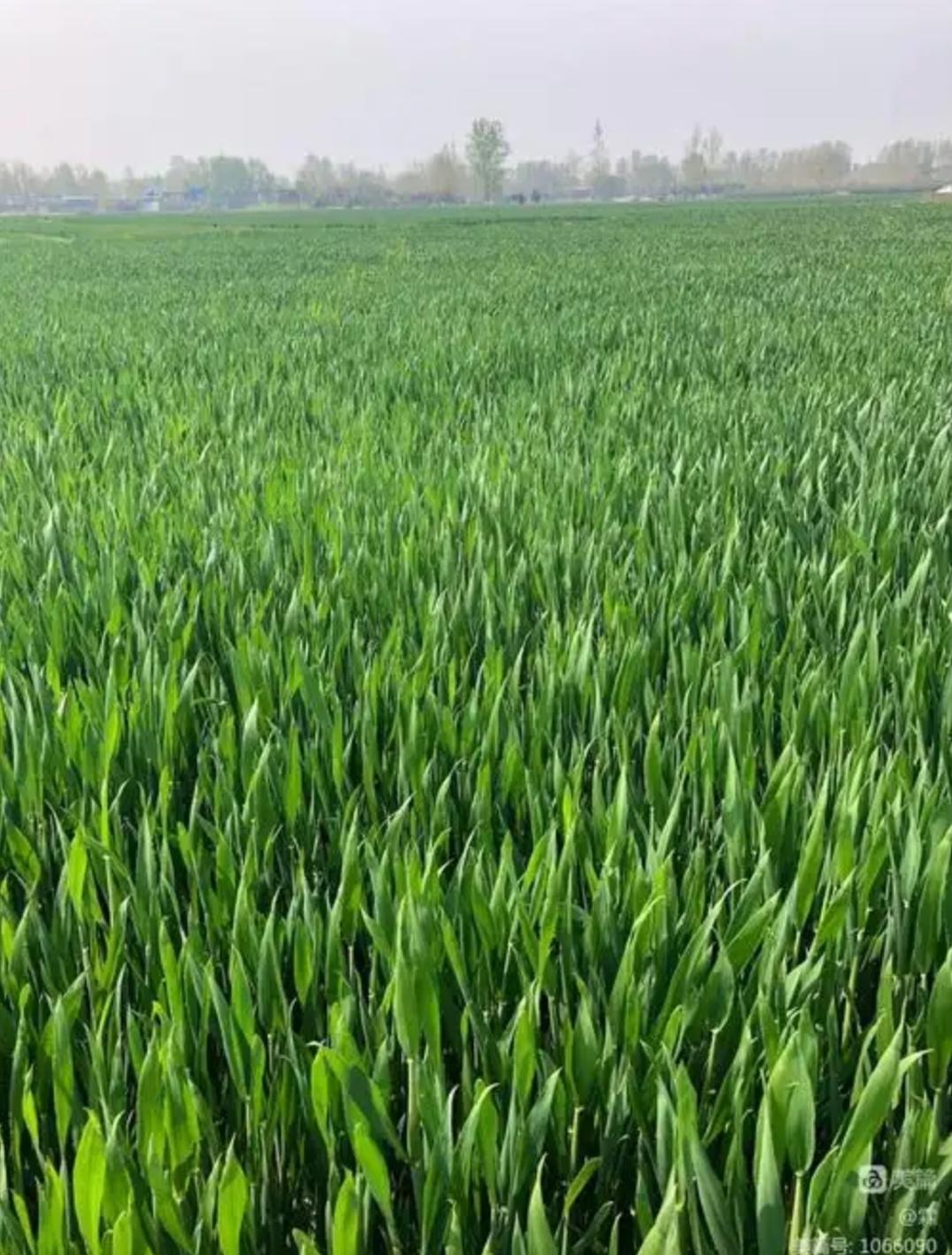 这次寒潮天气对冬小麦和油菜有何影响？
这次寒潮对冬小麦和油菜影响得具体看情况。农