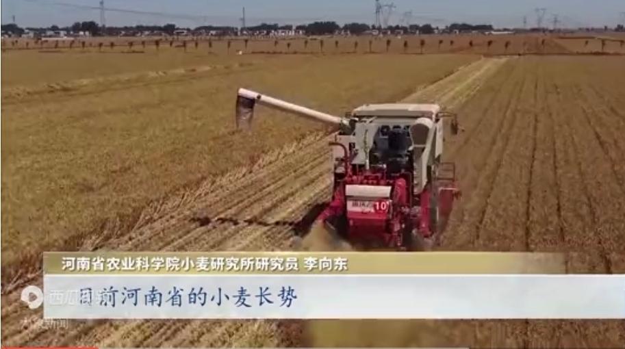 近期阴雨天气影响夏收，主要导致小麦成熟延迟、机械作业困难、麦粒品质下降和病虫害风