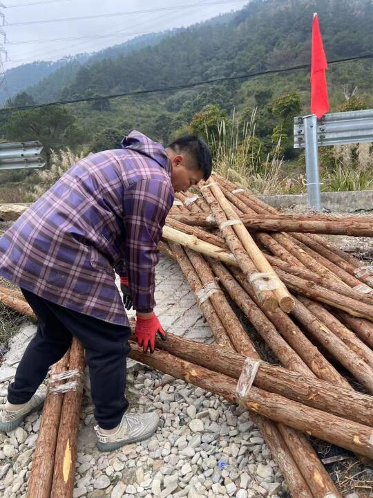 整了一些杉木，搭花架