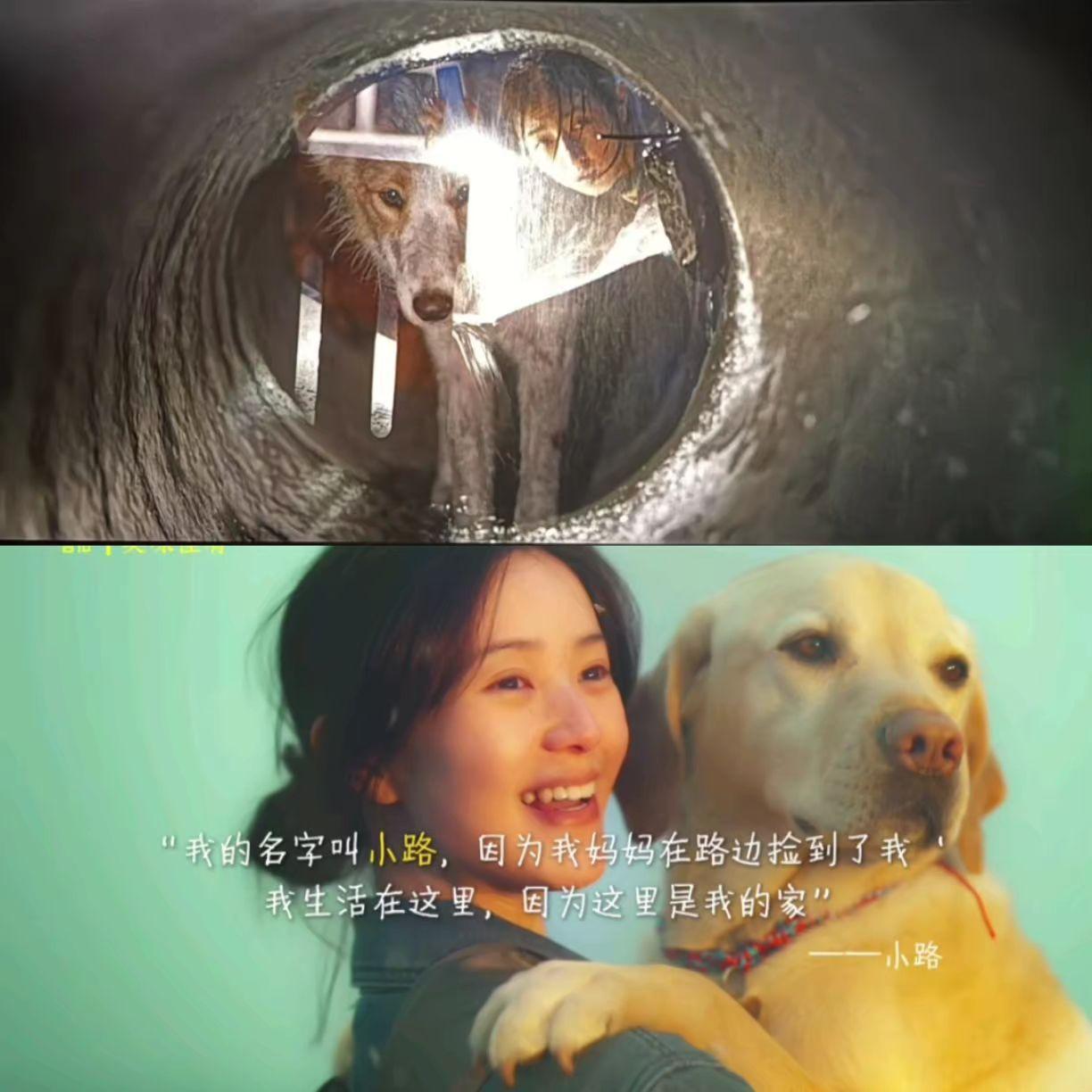 我们最忠诚的朋友🐶。🐕🐕🐕  我会好好的